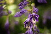 Purple Love Photograph by Dodie Ross Purple Love Photograph by Dodie Ross