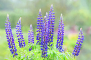 Purple Lupine in the Rain Photograph by Anita Pollak