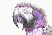 Purple Parrot Digital Art by Elisabeth Lucas