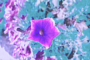 Purple Petunia Digital Art by Bentley Davis Purple Petunia Digital Art by Bentley Davis