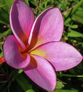 Purple Plumeria Pyrography by Tony Spencer Purple Plumeria Pyrography by Tony Spencer