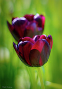 Purple Tulips Photograph by Kathi Isserman