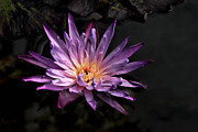 Purple Waterlily Photograph by Minnie Gallman