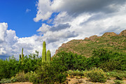 Pusch Ridge 24458 Photograph by Mark Myhaver