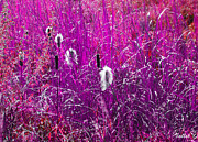 Pussy Willows in Pink Digital Art by Vallee Johnson