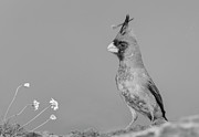 Pyrrhuloxia with a special feather Photograph by Puttaswamy Ravishankar Pyrrhuloxia with a special feather Photograph by Puttaswamy Ravishankar