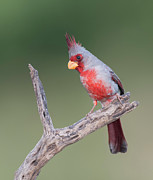 Male Pyrrhuloxia Photograph by Puttaswamy Ravishankar