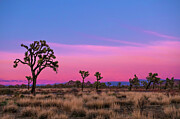 Quail Springs area at Sunset Photograph by Mango Art