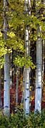 Alaska Aspen Trees in Autumn Photograph by Scott Slone