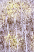 QUAKING ASPENS Tree 31E Photograph by Sally Fuller
