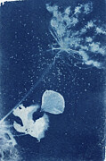 Queen Anne's Lace with Geranium Photograph by Elizabeth Reich
