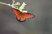 Queen Butterfly on Desert Milkweed Photograph by Colleen Cornelius