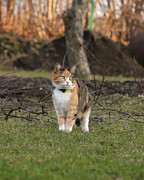 Queen of wild cats walks Photograph by Vaclav Sonnek Queen of wild cats walks Photograph by Vaclav Sonnek