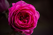 Quiet Man Rose Photograph by Carrie Hannigan Quiet Man Rose Photograph by Carrie Hannigan