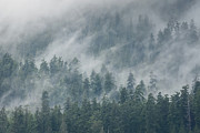 Quinault Rain Forest Photograph by Steve Berkley