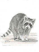 Racoon Drawing by Kenneth Stock