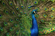 Radiant Plumage Photograph by Melissa Southern