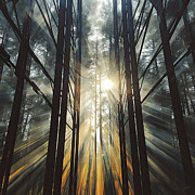 Radiant Woods Art - Sunrays Through Forest Art Painting by Lourry Legarde Radiant Woods Art - Sunrays Through Forest Art Painting by Lourry Legarde