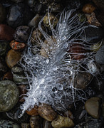 Rain Crystals Photograph by Lynn Wohlers