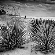 Rain Day, Spanish Bayonet Along The Shore Photograph by Steven Llorca