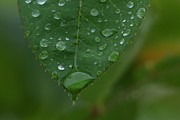 Rain Drops Photograph by Granny B Photography