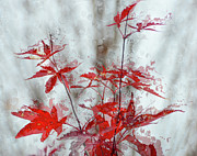 Rain on the Red Maple Leaves Photograph by Debra Martz