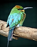 Rainbow Bee Eater Bird Photograph by Sarah Lilja Rainbow Bee Eater Bird Photograph by Sarah Lilja