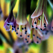 Rainbow Kalanchoe Painting by Vallee Johnson