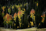 Rainbow Sentinels Photograph by Dave Diegelman Rainbow Sentinels Photograph by Dave Diegelman