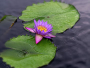 Raindrops and lilies. Photograph by Usha Peddamatham