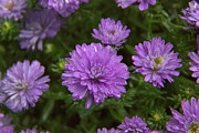 Raindrops keep falling on my aster Photograph by Loyd Towe Photography