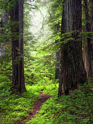 Rainforest Light Idaho Photograph by Leland D Howard