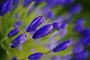 Raining Agapanthus Buds Photograph by Joy Watson
