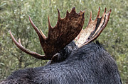 Rainy Moose Photograph by Mary Hone