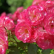 Rambling Roses Photograph by Wendy Golden