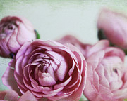 Ranunculus Chic Photograph by Lupen Grainne