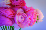 Ranunculus Flowers Dressed for Spring 2 Photograph by Lindsay Thomson