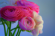 Ranunculus Flowers Dressed for Spring Photograph by Lindsay Thomson