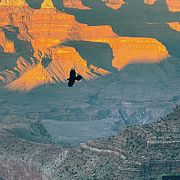 Raven at the Grand Canyon Photograph by Grey Coopre