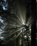 Rays of Light Photograph by Dave Diegelman
