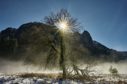 Rays Reaching in Yosemite Photograph by Jon Glaser