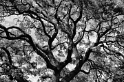 Reaching Out Photograph by Robert Wilder Jr
