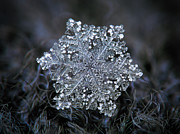 Real snowflake 2018-12-26_2 Photograph by Alexey Kljatov
