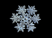 Real snowflake 2021-02-11_1b Photograph by Alexey Kljatov