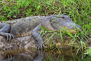 Really Big Gator Digital Art by Jerry Dalrymple