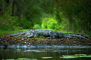Realm of the River King Photograph by Mark Andrew Thomas