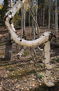 Recurved Aspen Photograph by Tom Daniel