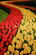 Red and Yellow Photograph by Edward Galagan Red and Yellow Photograph by Edward Galagan