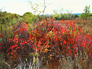 Red Autumn Leaves on Burning Bushes Mixed Media by Shelli Fitzpatrick