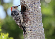 Red-bellied Woodpecker in Florida Photograph by David T Wilkinson